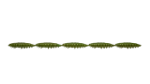 031 - Olive