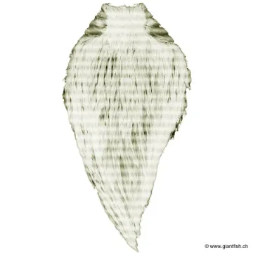 Picture of Devaux Top Grade Rooster Cape DVX