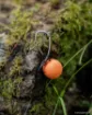 Image de Hameçon FOX Edges Spinner Rig