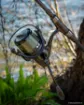 Immagine di Mulinello Carpa FOX EOS FD 14K